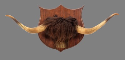 Lot 1240 - Antlers/Horns: A Set of Highland Cattle Horns...