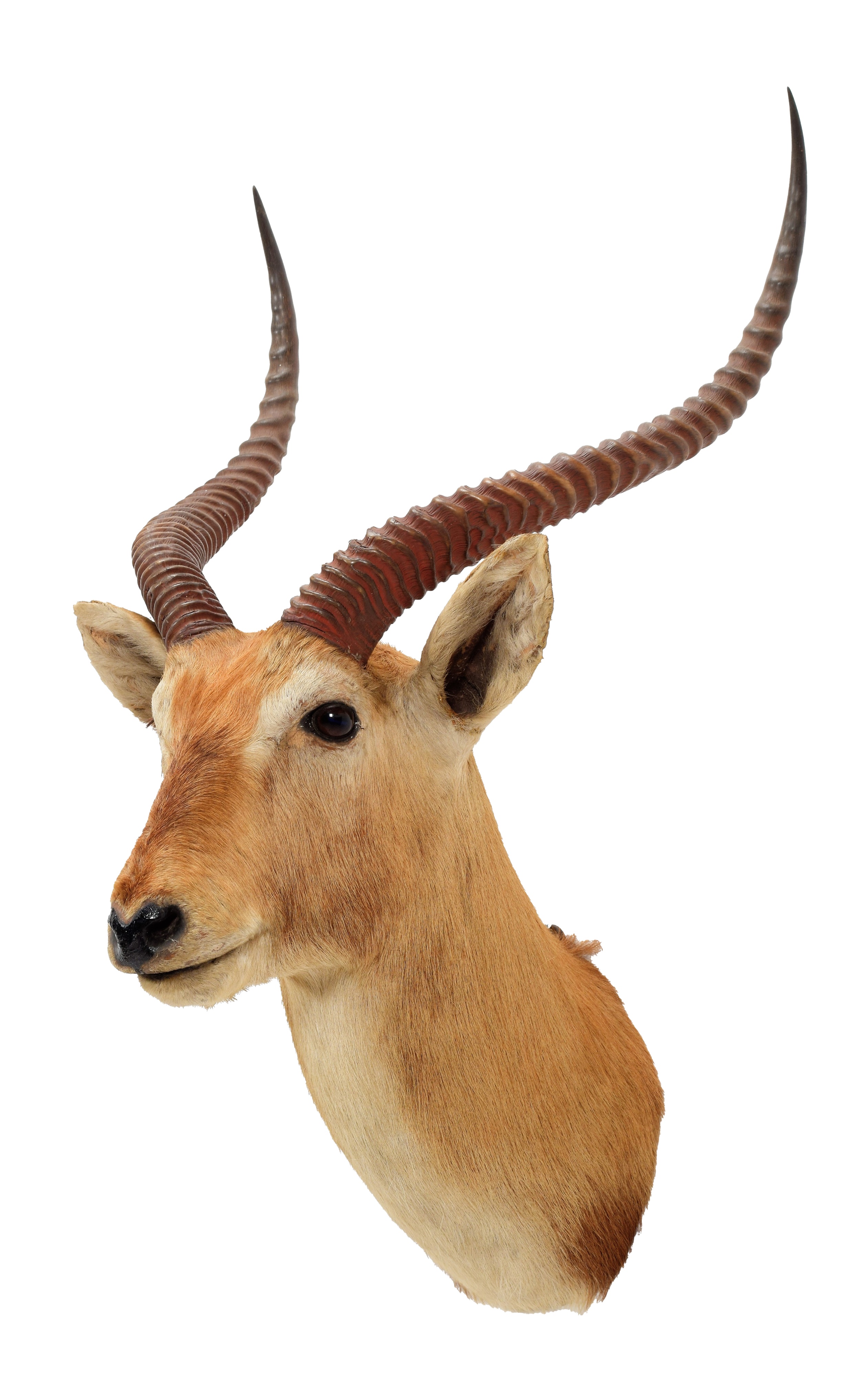 Lot 2121 - Taxidermy: Red Lechwe (kobus Leche), Circa