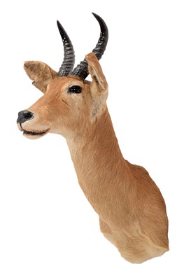 Lot 1241 - Taxidermy: Southern Mountain Reedbuck (Redunca...