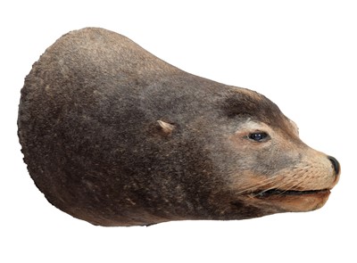 Lot 106 - Taxidermy: Patagonian Sea Lion (Otaria...