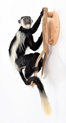 Lot 107 - Taxidermy: Angola Black-and-White Colobus...