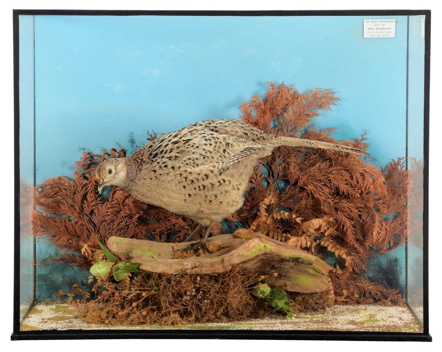 Lot 1184 - Taxidermy: A Cased Ring-necked Pheasant...
