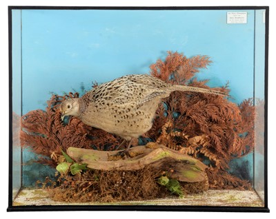 Lot 1259 - Taxidermy: A Cased Ring-necked Pheasant...