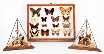 Lot 1222 - Entomology: A Framed Display of Tropical...