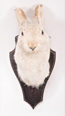 Lot 1242 - Taxidermy: A Group of European Hunting...