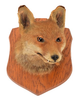 Lot 1242 - Taxidermy: A Group of European Hunting...