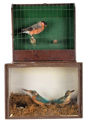 Lot 1237 - Taxidermy: A Cased Pair of European...