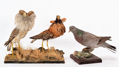 Lot 1224 - Taxidermy: A Pair of Male Ruffs & Stock Dove,...