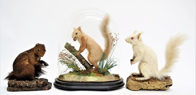 Lot 1236 - Taxidermy: A Late Victorian Red Squirrel...