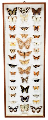 Lot 331 - Entomology: A Framed Collection of Various...