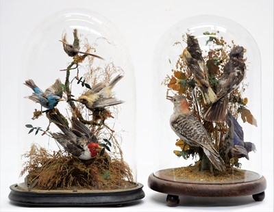 Lot 1261 - Taxidermy: Two Domes of North & South American...