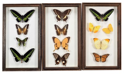 Lot 335 - Entomology: Three Framed Collections of...