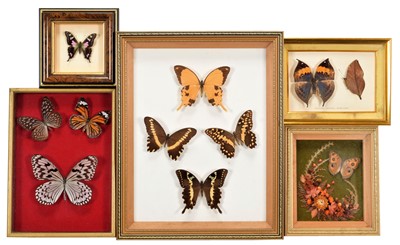 Lot 1230 - Entomology: A Collection of Framed Tropical...