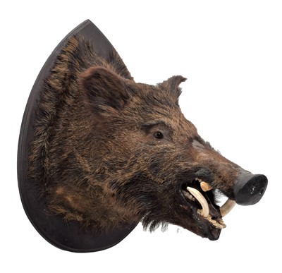 Lot 110 - Taxidermy: A European Wild Boar (Sus scrofa),...