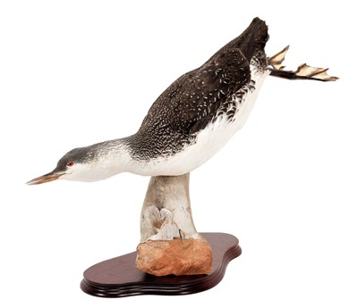 Lot 109 - Taxidermy: A Red Throated Diver or Loon (Gavia...