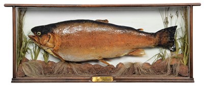 Lot 1231 - Taxidermy: A Cased Brown Trout (Salmo trutta),...