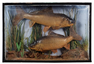 Lot 1229 - Taxidermy: A Cased Pair of Common Chub...