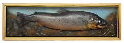 Lot 1250 - Taxidermy: A Cased Sea Trout (Salmo trutta...