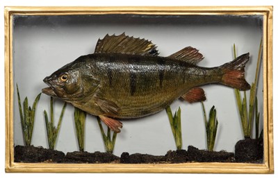 Lot 1226 - Taxidermy: A Cased Perch (Perca fluviatilis),...