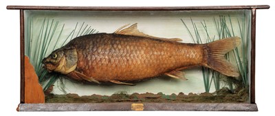 Lot 1217 - Taxidermy: A Cased Mirror Carp (Cyprinus...