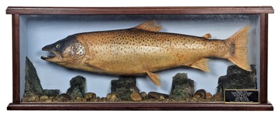 Lot 1254 - Taxidermy: A Cased Brown Trout (Salmo trutta),...