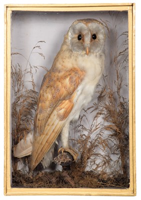 Lot 1248 - Taxidermy: A Late Victorian Cased Barn Owl...