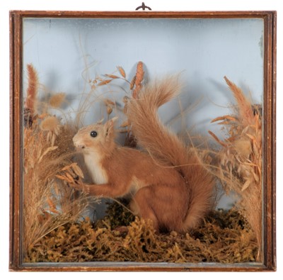 Lot 1218 - Taxidermy: A Late Victorian Cased Red Squirrel...