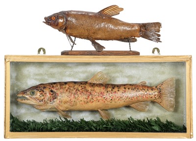 Lot 1228 - Taxidermy: A Cased Brown Trout (Salmo trutta),...