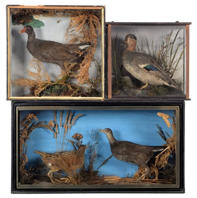 Lot 1252 - Taxidermy: Three Cases of Various Wading &...