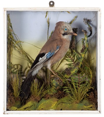 Lot 1227 - Taxidermy: A Cased European Jay (Garrulus...