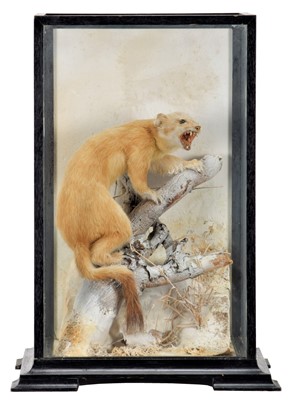 Lot 1371 - Taxidermy: A Cased Ermine Stoat (Mustela...