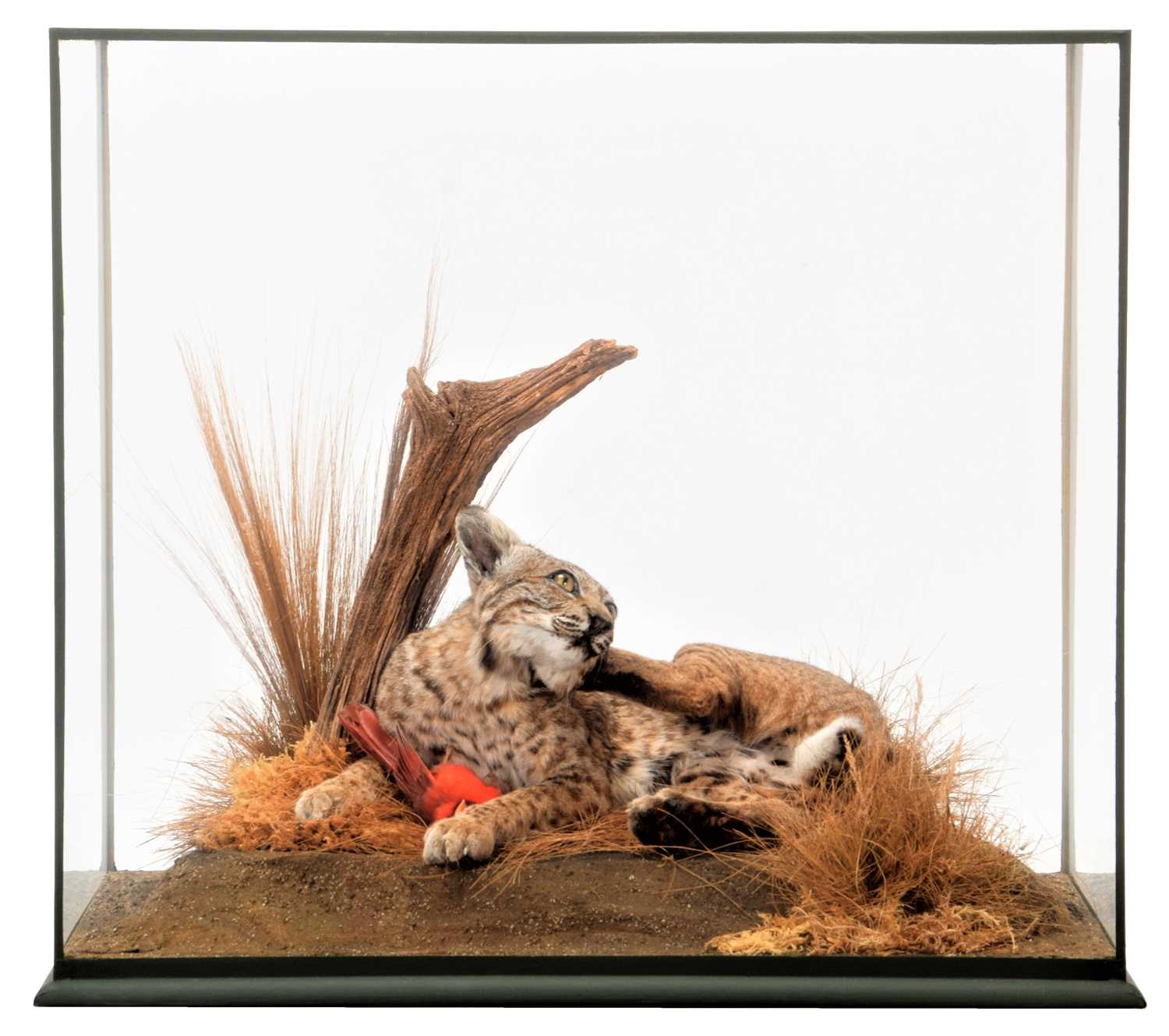 Lot 156 - Taxidermy: A Large Cased North American Bobcat...