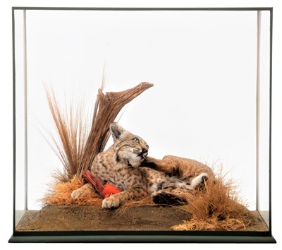 Lot 156 - Taxidermy: A Large Cased North American Bobcat...