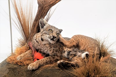 Lot 156 - Taxidermy: A Large Cased North American Bobcat...