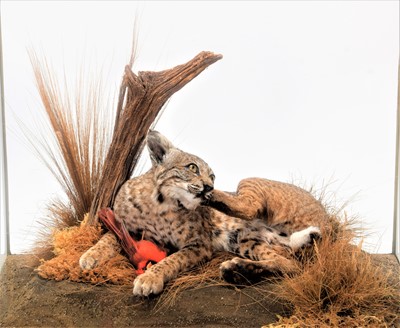 Lot 156 - Taxidermy: A Large Cased North American Bobcat...