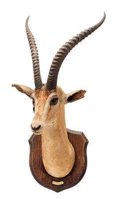 Lot 155 - Taxidermy: Southern Grant's Gazelle (Nanger...