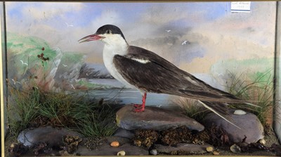 Lot 89 - Taxidermy: A Cased Sooty Tern (Onychoprion...