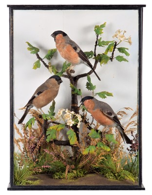 Lot 108 - Taxidermy: A Cased Diorama of Eurasian...