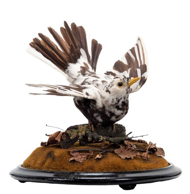 Lot 111 - Taxidermy: A Pied Blackbird (Turdus merula),...