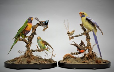 Lot 112 - Taxidermy: A Pair of Victorian Australasian...