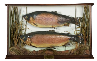 Lot 209 - Taxidermy: A Cased Pair of Rainbow Trout...