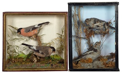 Lot 1250 - Taxidermy: Two Cases of British Garden Birds,...