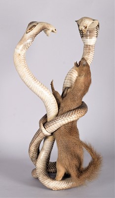 Lot 142 - Taxidermy: A Pair of Indian Cobras & Mongoose,...