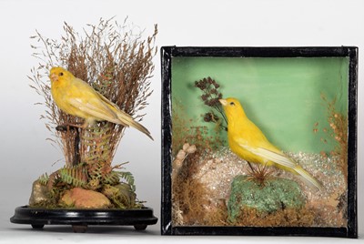 Lot 1251 - Taxidermy: Two Late Victorian Canaries...