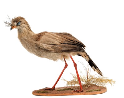 Lot 153 - Taxidermy: A Red-Legged Seriema (Cariama...