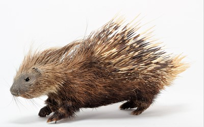 Lot 145 - Taxidermy: South African Cape Porcupine...