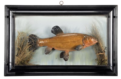 Lot 218 - Taxidermy: A Cased Tench (Tinca tinca), circa...