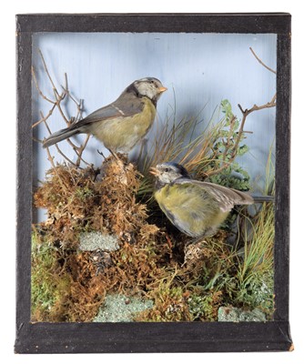 Lot 2122 - Taxidermy: A Victorian Cased Pair of Blue Tits...