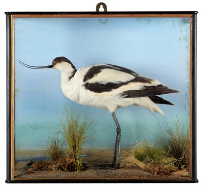 Lot 148 - Taxidermy: A Late Victorian Cased Pied Avocet...