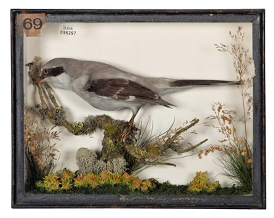 Lot 151 - Taxidermy: A Victorian Cased Great Grey Shrike...